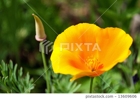 California Poppy, Eschscholzia californica California Poppy, Eschscholzia californica 13609606