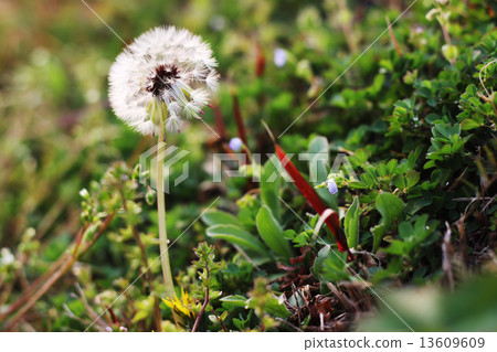 dandelion 13609609