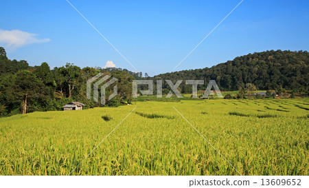Green Terrace rice fields in Chaing Mai, Green Terrace rice fields in Chaing Mai, 13609652