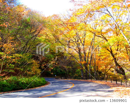 Autumn leaves 13609901