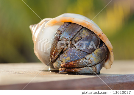 hermit crab in shell on a seaside 13610057