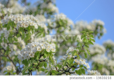 Blossoming apple tree Blossoming apple tree 13610218