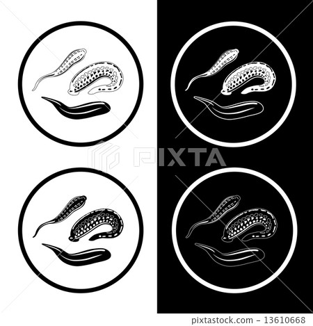 leech leech 13610668