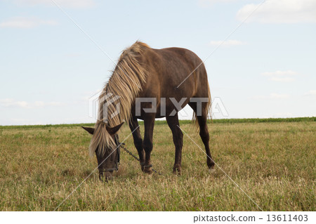 Horse on Pasture 13611403