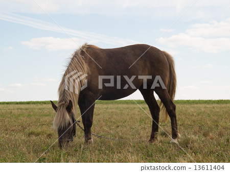 Horse on Pasture 13611404