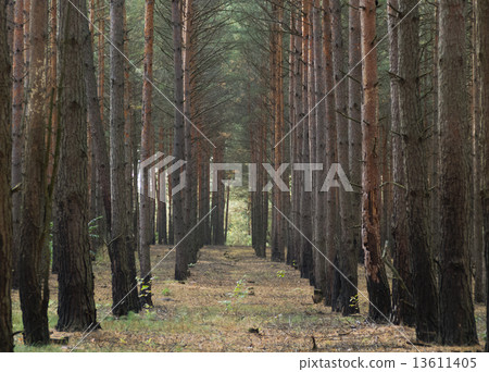 Pinetree Forest 13611405