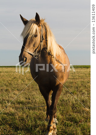 Horse on Pasture 13611409