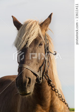 Horse on Pasture 13611411