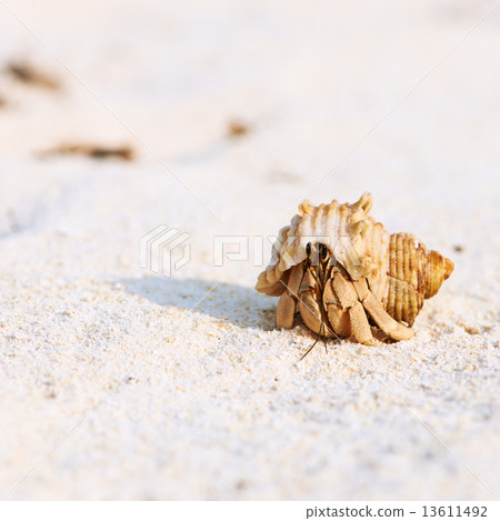 Hermit crab at beach Hermit crab at beach 13611492