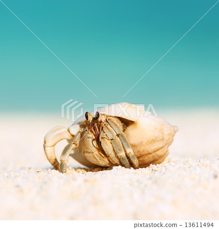 Hermit crab at beach Hermit crab at beach 13611494