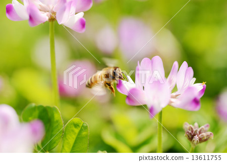 Astragalus and honey bees Astragalus and honey bees 13611755
