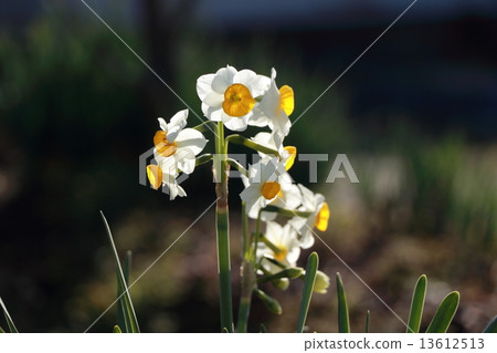 花 13612513