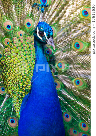 Peacock showing off Peacock showing off 13612630