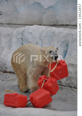 拿著浮體的北極熊 拿著浮體的北極熊 13612657