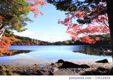 Autumn leaves of Shirakomakike 13612858