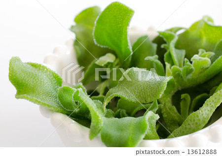 Ice plant 13612888