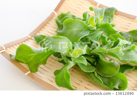 Ice plant 13612890