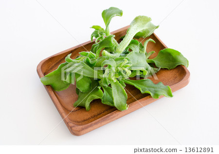 Ice plant 13612891