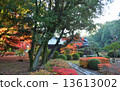 Autumn leaves of Bunkara Shrine Bunka 13613002