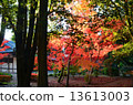 Autumn leaves of Bunkara Shrine Bunka 13613003