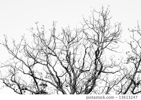 Dead tree Dead tree 13613247