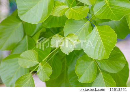 green leaves 13613261