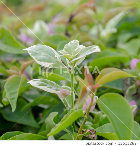 bougainvillea bougainvillea 13613262