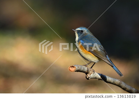 藍鳥：Ruribitaki 13613819