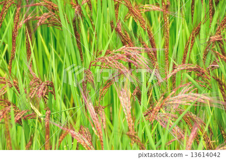 Red rice Red rice 13614042