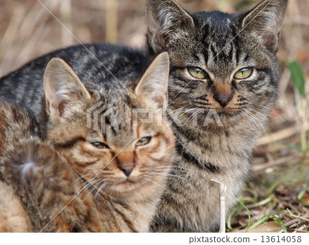 Staring cats' brothers 13614058