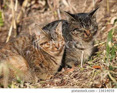 Friendly cat brothers Friendly cat brothers 13614059