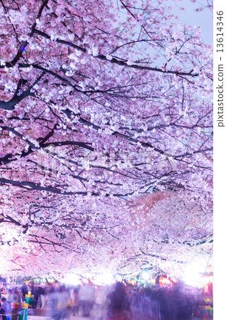 上野公園的傍晚櫻花樹 上野公園的傍晚櫻花樹 13614346