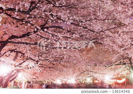 Ueno Park's evening cherry tree 13614348