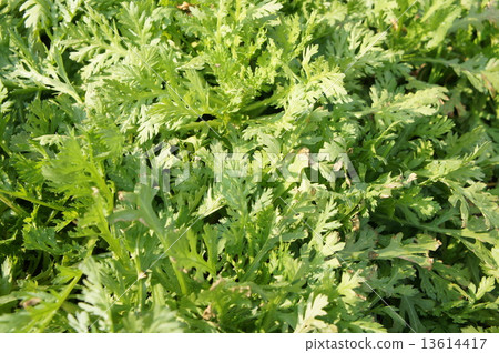 菊名 菊名 13614417