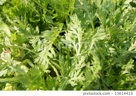 Kikake Kikake 13614418