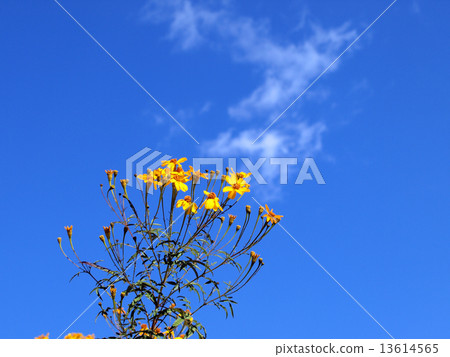 檸檬萬壽菊 13614565