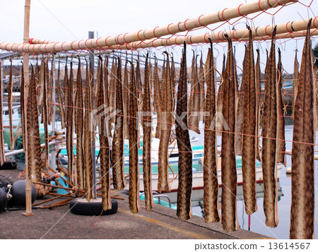 製作乾魚(Utsubo) 製作乾魚(Utsubo) 13614567