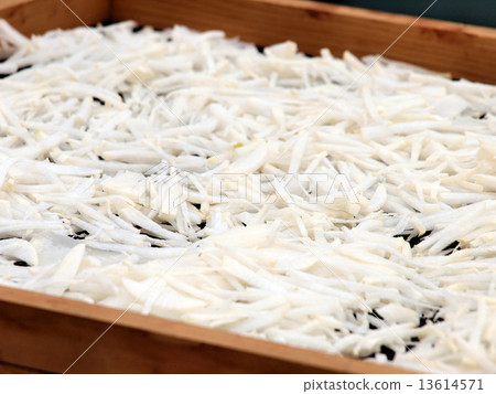 星期天陽光蛤蜊daikon 13614571
