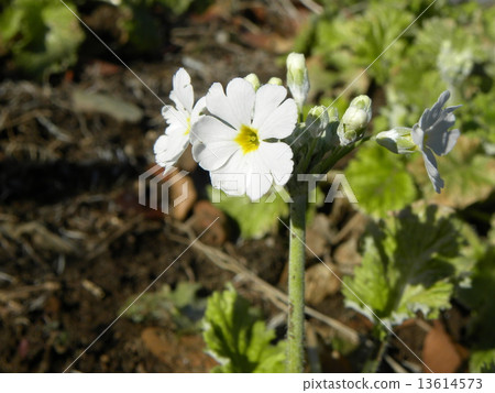 可愛的小白花是報春花 可愛的小白花是報春花 13614573