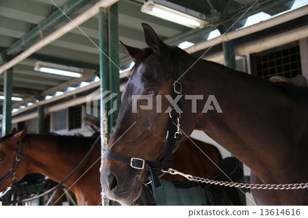 Horse Horse 13614616