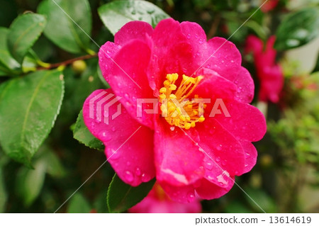 Sasanqua wet in the rain Sasanqua wet in the rain 13614619