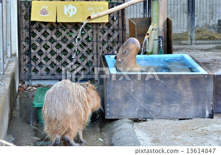 水豚溫泉 13614847