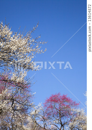 Yoshino Umezo Yoshino Umezo 13614872