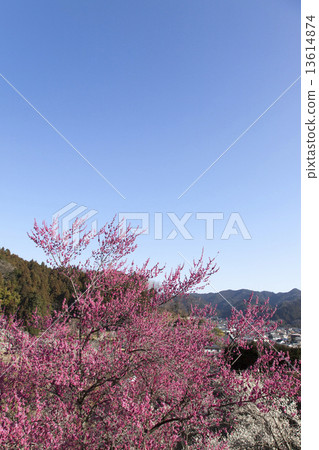 Yoshino Umezo Yoshino Umezo 13614874