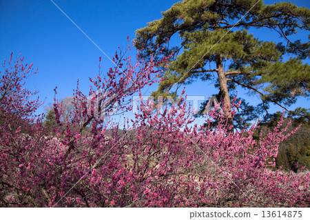 Yoshino Umezo Yoshino Umezo 13614875