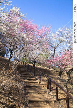 Yoshino Umezo Yoshino Umezo 13614922