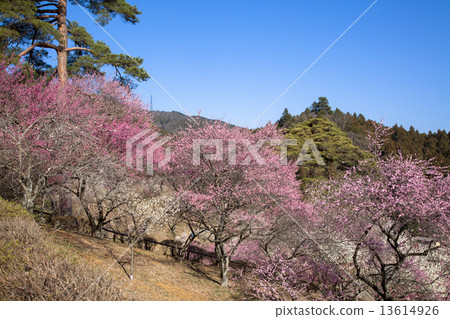 Yoshino Umezo Yoshino Umezo 13614926