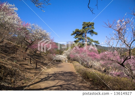 Yoshino Umezo Yoshino Umezo 13614927