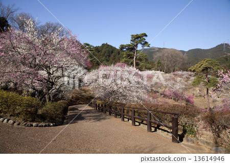 Yoshino Umezo Yoshino Umezo 13614946