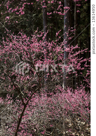 Yoshino Umezo Yoshino Umezo 13614950